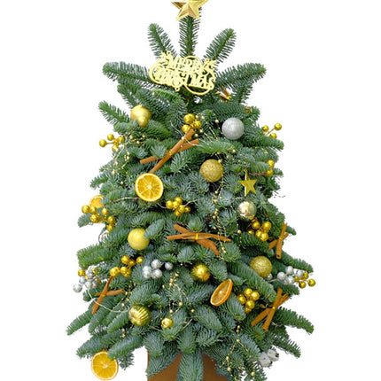 Everglow Xmas Tree Vietnam