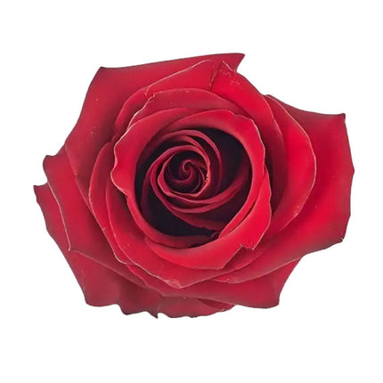 explorer red ecuadorian rose