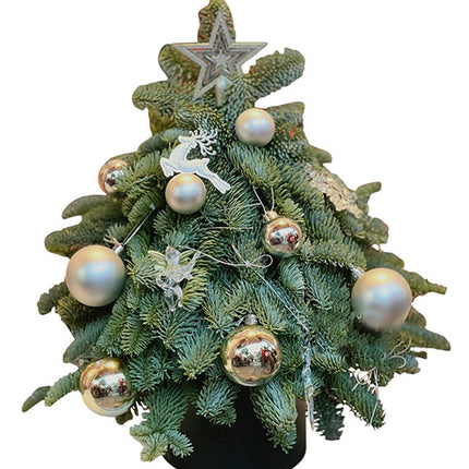 Fresh Christmas Tree Vietnam