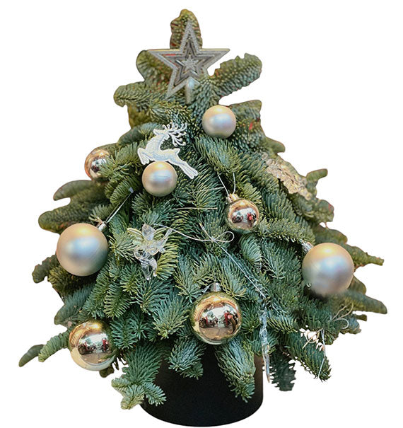 Fresh Christmas Tree Vietnam