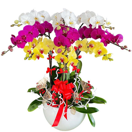 Happy Mother’s Potted Orchid Vietnam