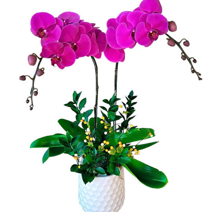 Happy Women’s Day Potted Orchid Vietnam