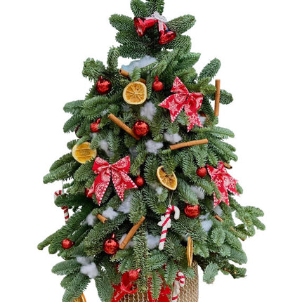 Jolly Fir Xmas Tree Vietnam