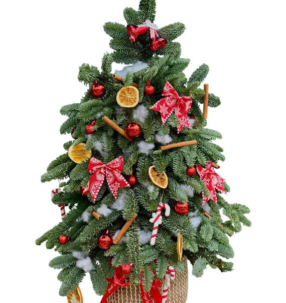 Jolly Fir Xmas Tree Vietnam