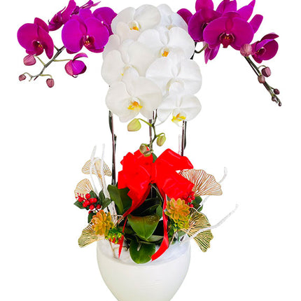 Lunar New Year Elegance Orchid Vietnam