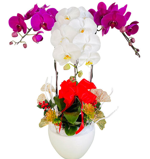 Lunar New Year Elegance Orchid Vietnam
