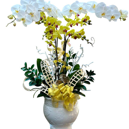 Lunar New Year Orchid Bloom Vietnam