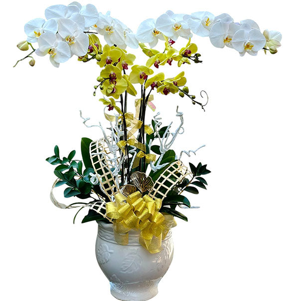 Lunar New Year Orchid Bloom Vietnam