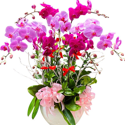 Lunar New Year Orchid Harmony Vietnam