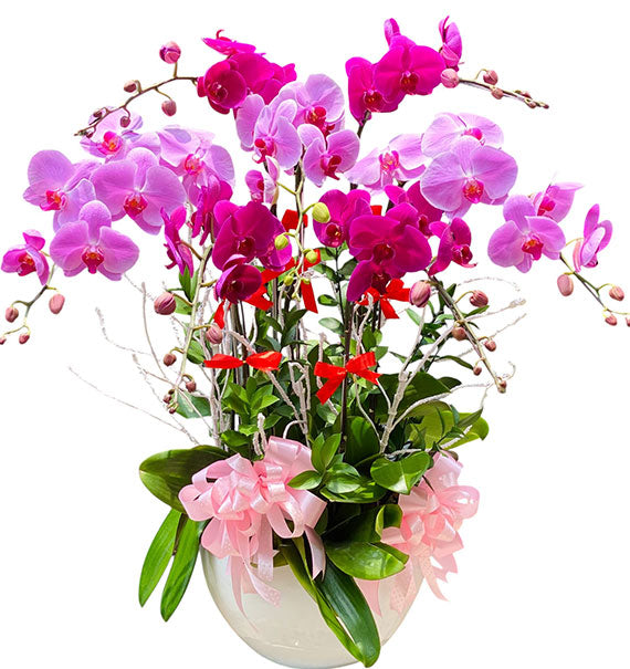 Lunar New Year Orchid Harmony Vietnam