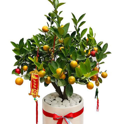 Mini Kumquat Tree Pot Tet Vietnam