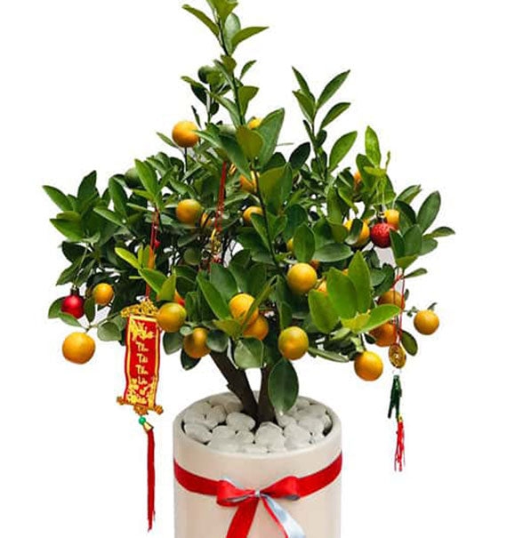 Mini Kumquat Tree Pot Tet Vietnam