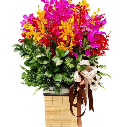 Mixed Orchid Basket Vietnam