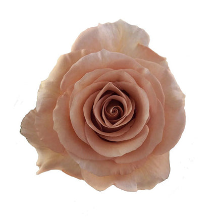 moab ecuador rose vietnam