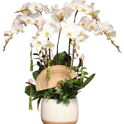 Mother's Day Best Orchid Plant Vietnam