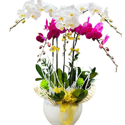 Mother's Day Multicolor Orchid In Pot Vietnam