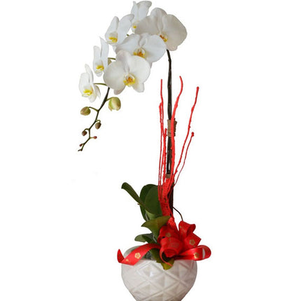 Mother's Day Orchid In Pot Vietnam