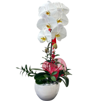 Mother's Day Orchid In Pot