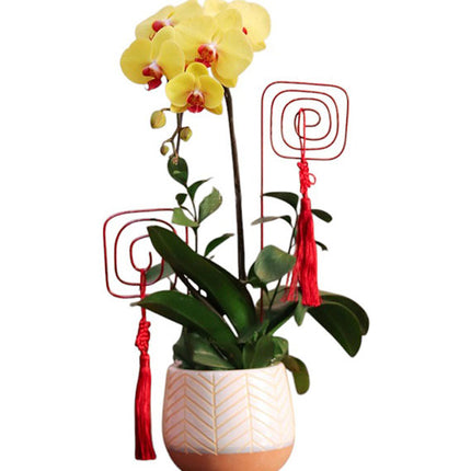 Mother's Day Yellow Orchid In Pot Vietnam