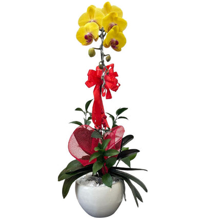 Mother's Day Yellow Orchid In Pot
