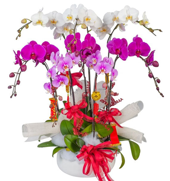 New Year of Orchid Blessings Vietnam
