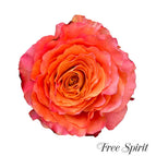 12 stems / Free Spirit