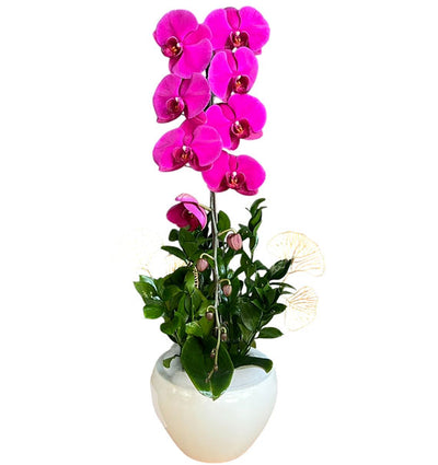 Orchid Plant For Mother's Day