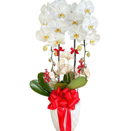 Orchid Plant For Women’s Day Vietnam