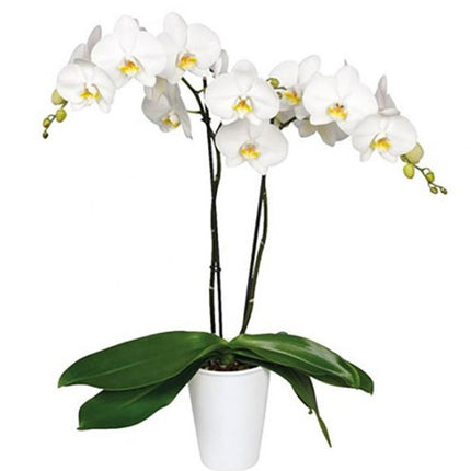 Orchid Plant For Women’s Day Vietnam