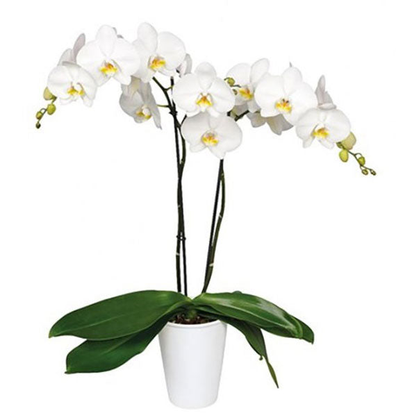 Orchid Plant For Women’s Day Vietnam