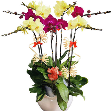 Orchids Plant For Women’s Day Vietnam