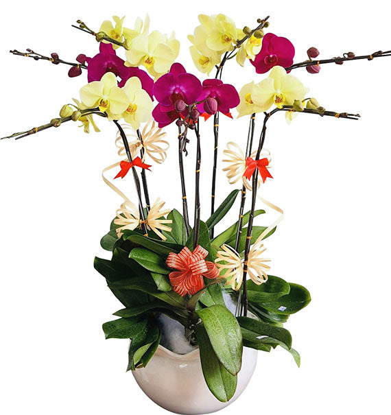 Orchids Plant For Women’s Day Vietnam