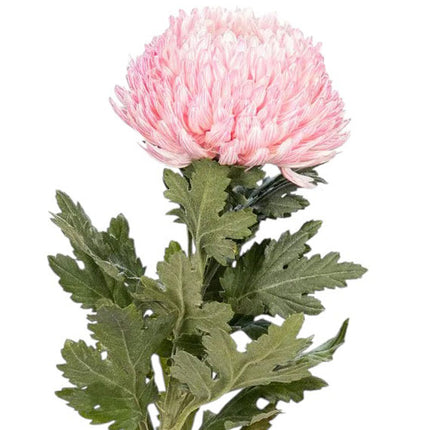 peony chrysanthemum baby pink
