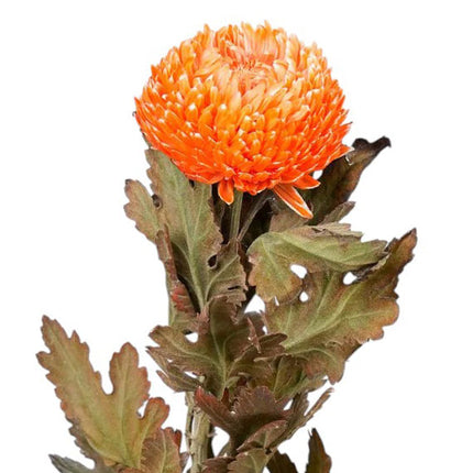 peony chrysanthemum orange
