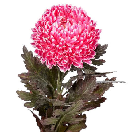 peony chrysanthemum pink