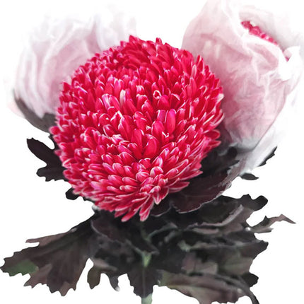 peony chrysanthemum red
