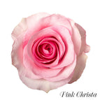 22 stems / Pink Christa