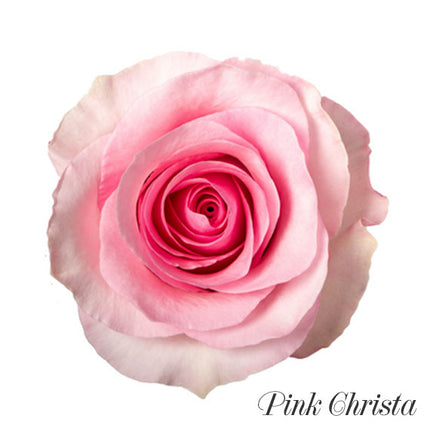 pink christa ecuadorian rose