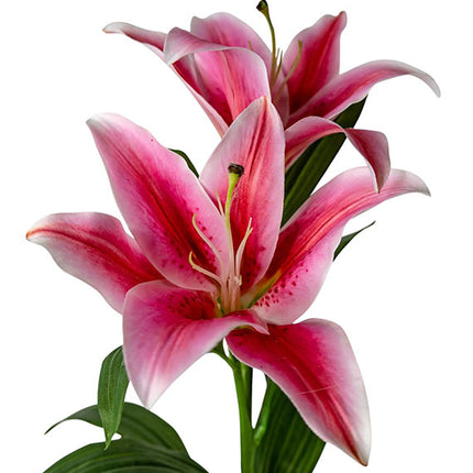 pink lily