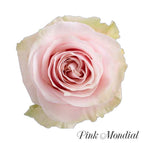 12 stems / Pink Mondial