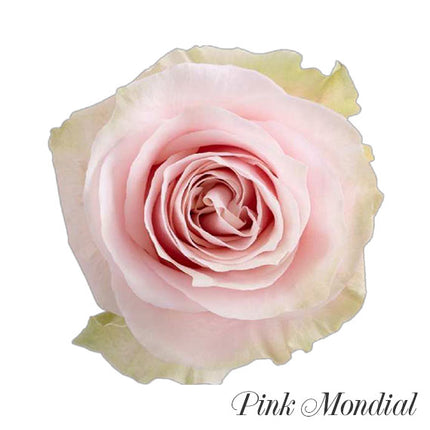 pink mondial ecuadorian rose