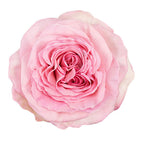 12 stems / Pink Ohara