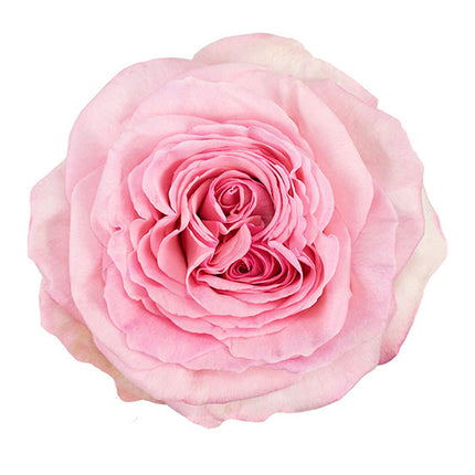 pink ohara ecuadorian rose vietnam