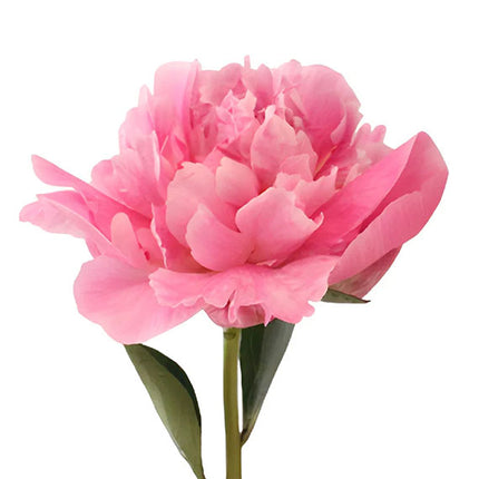 Pink Peony