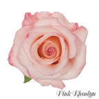12 stems / Pink Rhoslyn