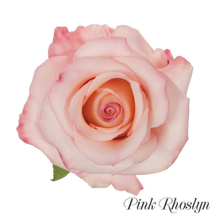 pink rhoslyn ecuadorian rose