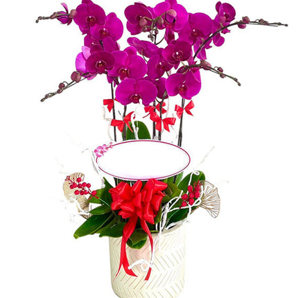 Potted Elegant Orchid For Mother's Day Vietnam
