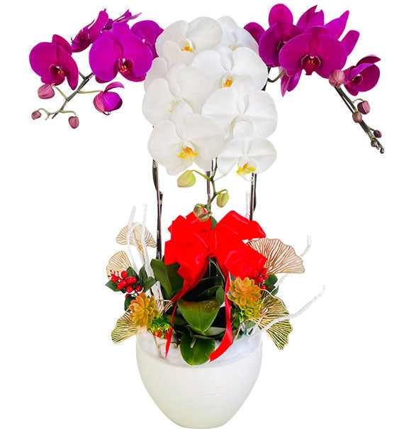 Potted Orchid For Women’s Day Vietnam
