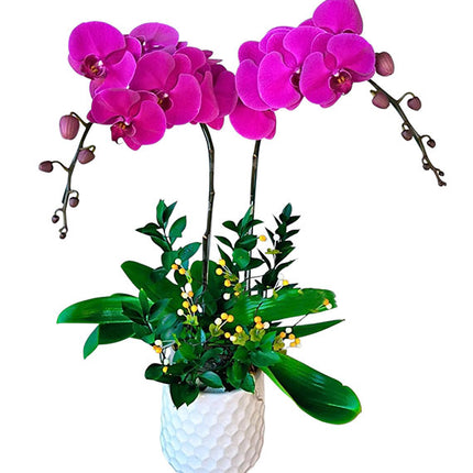 Potted Purple Orchid 02 Branches Vietnam