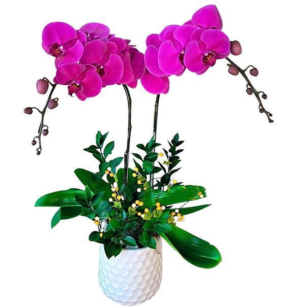 Potted Purple Orchid 02 Branches Vietnam